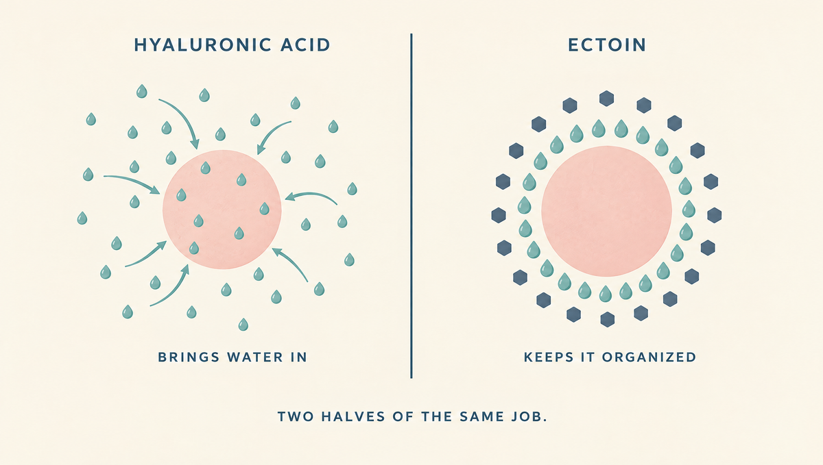 Diagram comparing hyaluronic acid drawing scattered water toward a cell with ectoin keeping an orderly ring of water around it.