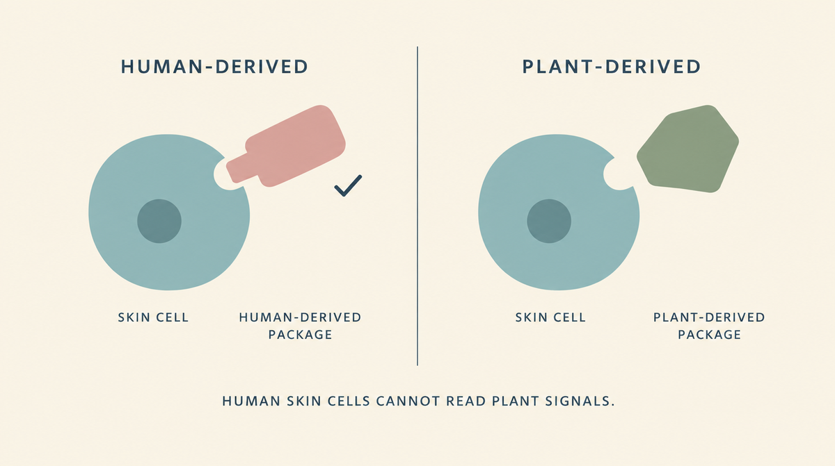 Diagram comparing a human-derived exosome fitting a skin cell receptor with a plant-derived one that does not fit.
