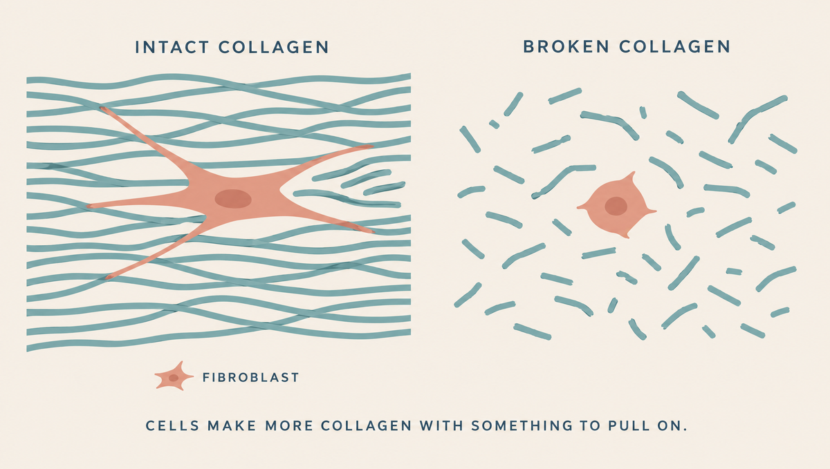 Two panels: a star-shaped cell stretched across a dense mesh of long collagen fibers with new fibers forming, and the same cell small and rounded among short broken fiber fragments.
