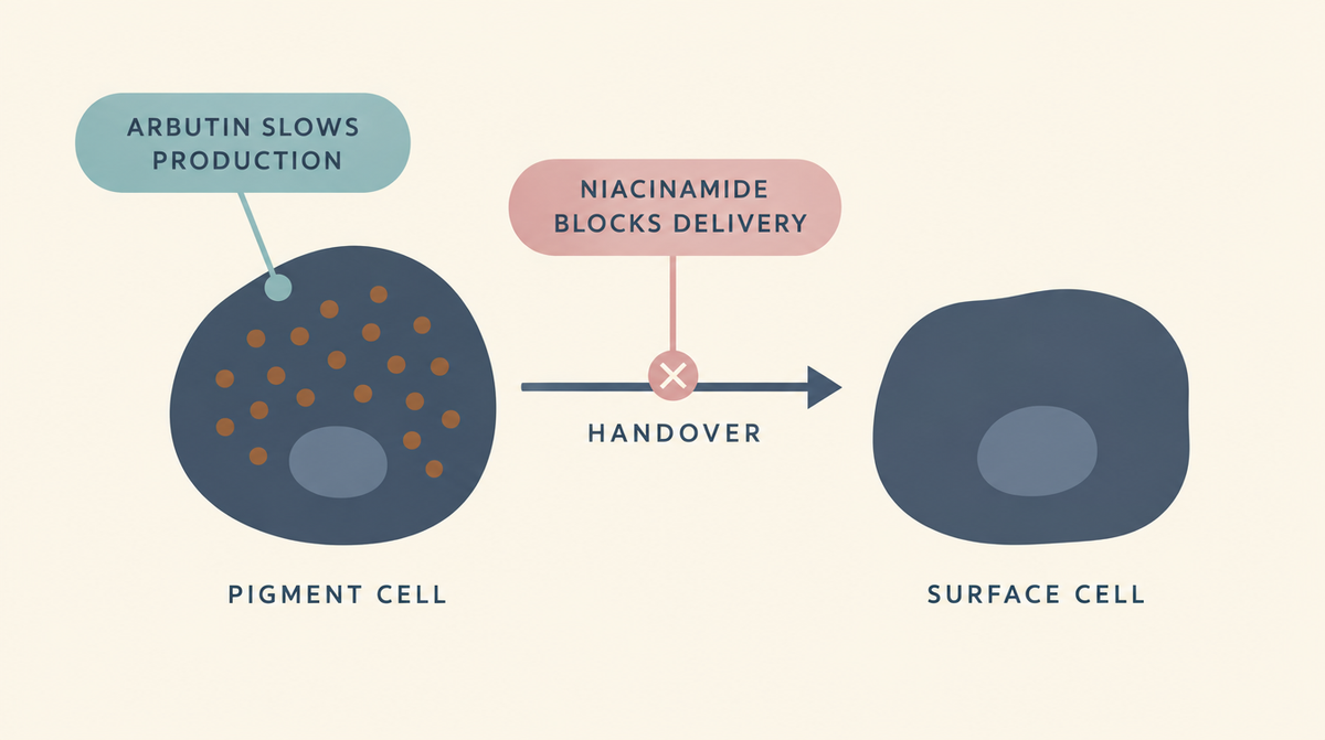 Diagram showing pigment being made in one cell and handed to a surface cell, with arbutin slowing production and niacinamide blocking the handover.