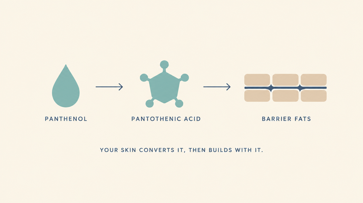 Diagram showing panthenol converting into pantothenic acid and then into the fats that fill the gaps in the skin barrier.