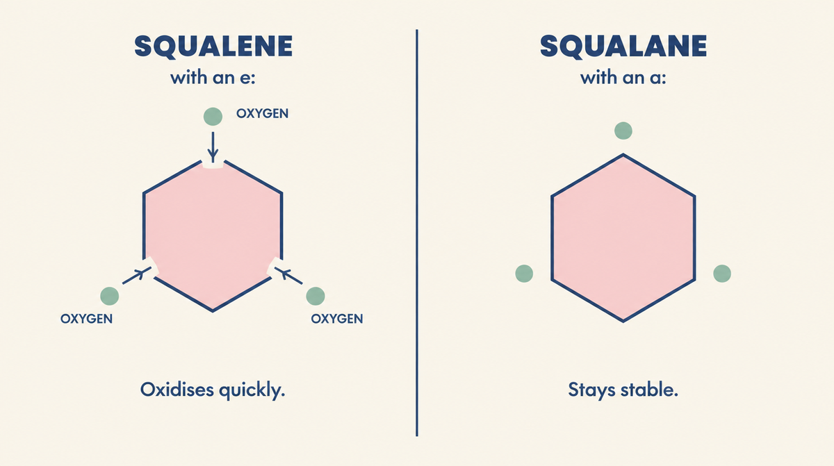 Diagram comparing squalene, which has gaps where oxygen gets in, with squalane, whose structure is closed and stays stable.