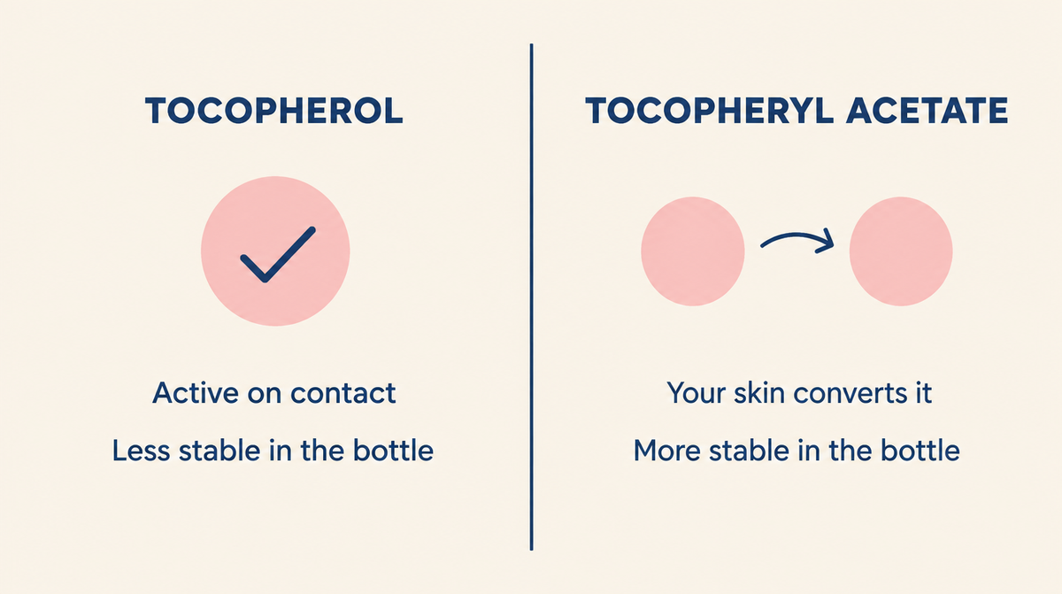 Diagram comparing tocopherol, which is active on contact, with tocopheryl acetate, which your skin converts first.