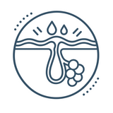 Line icon: an oil gland pushing oil up through a pore into a layer on the skin's surface.